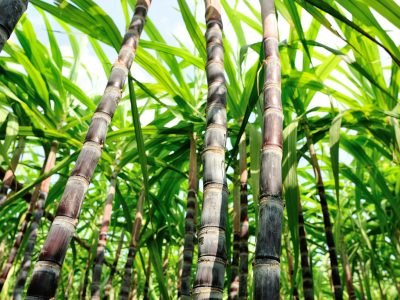 Cana -  Crédito: Shutterstock