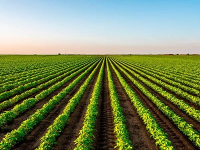 Lavoura de soja - Crédito: shutterstock