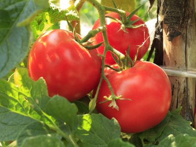 Tomate - Crédito: shutterstock