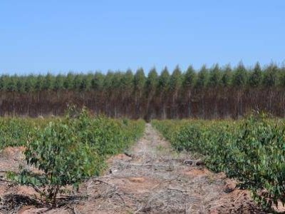 eucalyptus plantation with blue sky