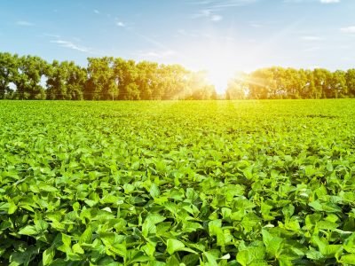 Soja - Créditos: Shutterstock