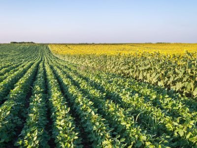 Lavoura - Crédito: Shutterstock