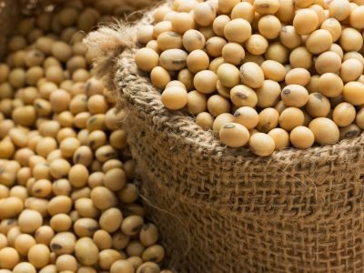 Soja - Crédito: Shutterstock
