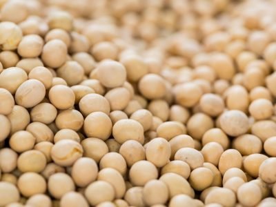 Semente de soja - Crédito shutterstock