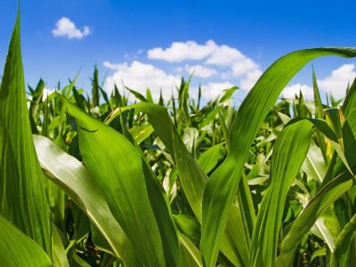 Milho - Créditos: Shutterstock
