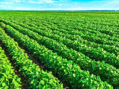 Soja - Crédito: shutterstock