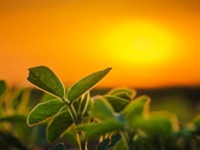 Plantação de soja - Crédito shutterstock