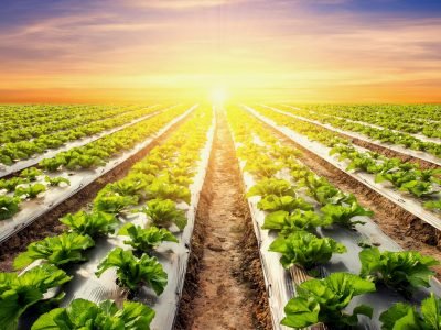 shutterstock_503227021