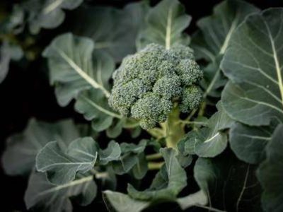 Fresh Broccoli green vibrant. This Broccoli is still planted in the soil and not picked up yet.
Health, Broccoli, nutrition, green, fresh, vegetarian,