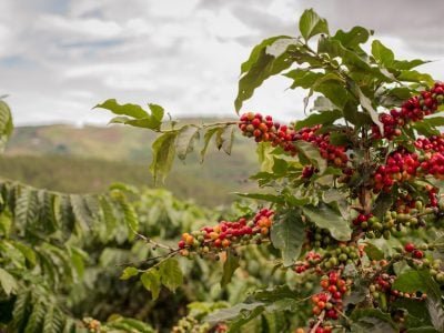 Plantação de café - Crédito shutterstock