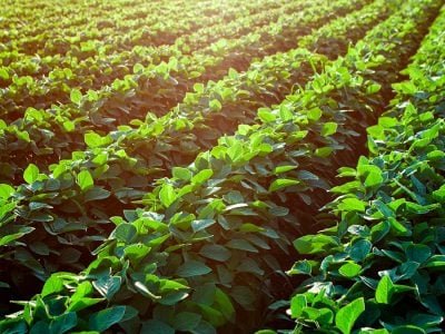 Lavoura - Crédito: Shutterstock