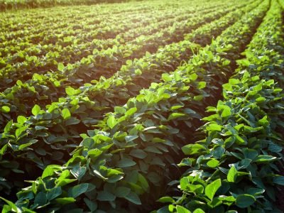 Soja - Créditos: Shutterstock