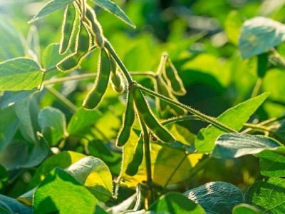 Soja - Créditos: shurtterstock