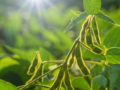 Soja - Créditos Shutterstock