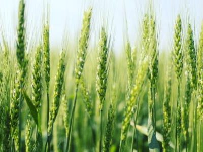 green wheat field and sunny day