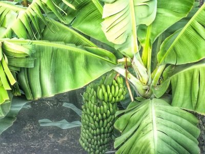 Banana - Crédito: Shutterstock