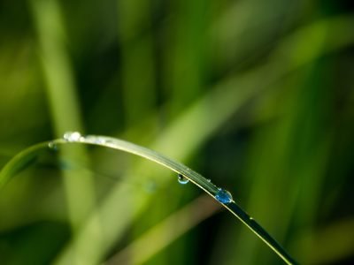 Folha de cana_ Crédito: Shutterstock