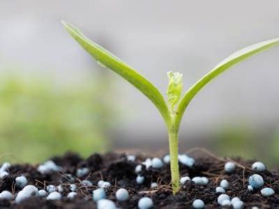 Small plant growing out of soil with chemical fertilizer,agriculture