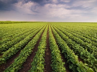 Lavoura - Crédito: shutterstock