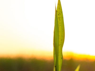 Cana - Crédito shutterstock