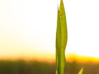 Cana - Crédito shutterstock