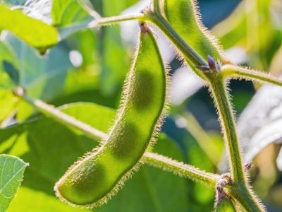 Soja - Crédito: Shutterstock