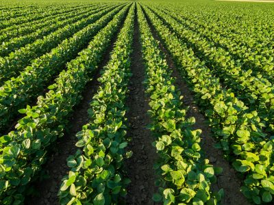 Lavoura - Crédito: Shutterstock