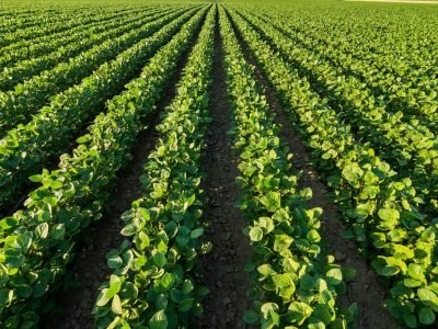 Lavoura - Crédito: Shutterstock