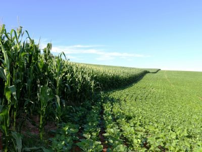 Milho e soja - Crédito: Shutterstock