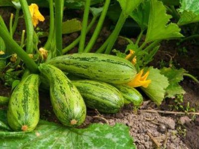 shutterstock_81603001-11-2019