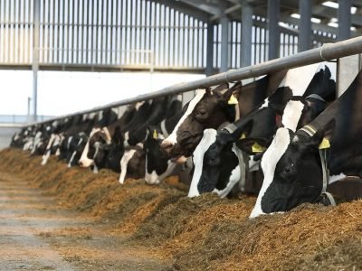 Silagem - Foto: Divulgação