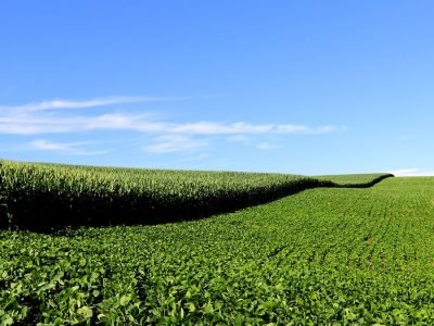 Soja e milho - Créditos: shurtterstock