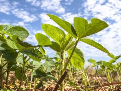 Soja - Créditos: shurtterstock