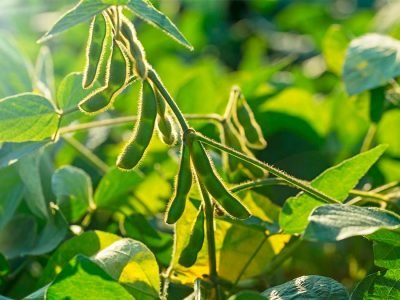 Soja - Créditos: shurtterstock