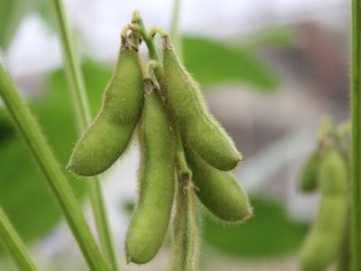 Soja - Créditos: shurtterstock