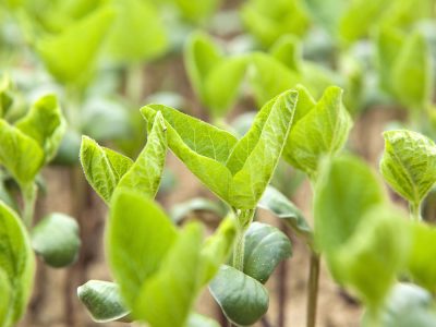 Soja - Créditos: shurtterstock