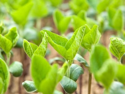 Soja - Créditos: shurtterstock