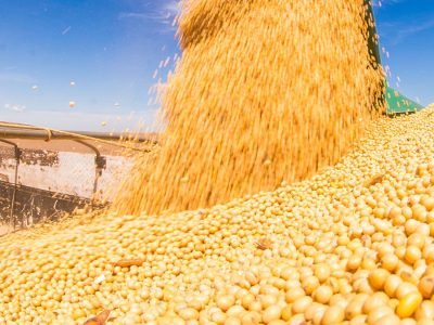 Soja - Créditos: shurtterstock