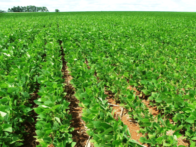 soja Crédito Ana Maria Diniz