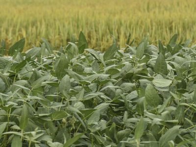 Soja e arroz - Foto: Fagner Almeida/Divulgação