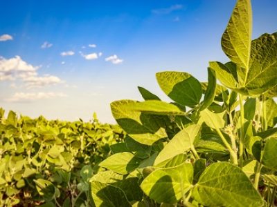Soybean field in a sunny day. Agricultural scene.