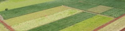 Foto: Rafael Ferreira
/ 
Vista do experimento de longa duração com diferentes sistemas de produção e níveis de manejo, em Dourados (MS)