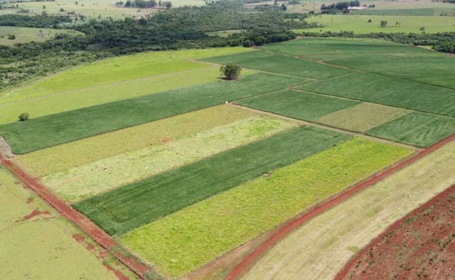 Foto: Rafael Ferreira
/ 
Vista do experimento de longa duração com diferentes sistemas de produção e níveis de manejo, em Dourados (MS)
