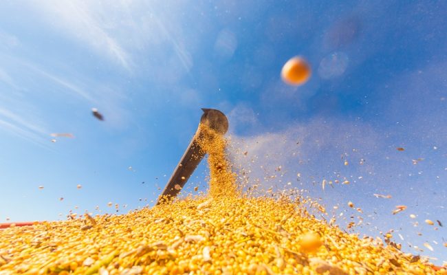 Foto: Descarregamento de Soja - Antonio Neto/Arquivo Embrapa