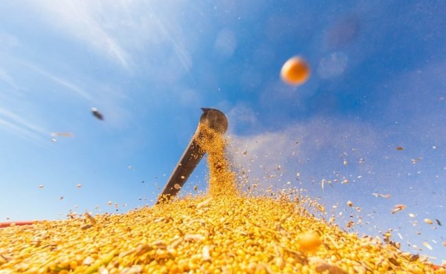 Foto: Descarregamento de Soja - Antonio Neto/Arquivo Embrapa