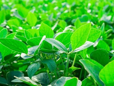 Soja - Créditos: shurtterstock