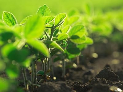 Soja - Créditos: shurtterstock