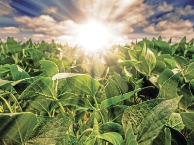 Soja - Créditos: shurtterstock