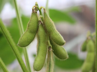 Soja - Créditos: shurtterstock