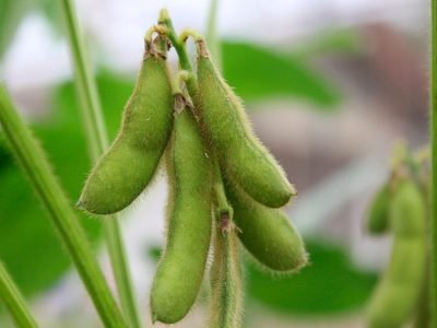 Soja - Créditos: shurtterstock